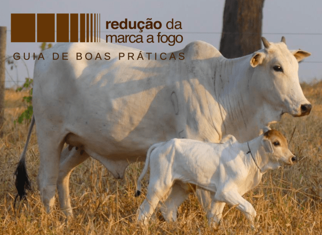 miniatura capa material projeto redução da marca a fogo